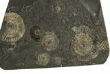 Fossil Ammonite Cluster - Posidonia Shale, Germany #353541-1